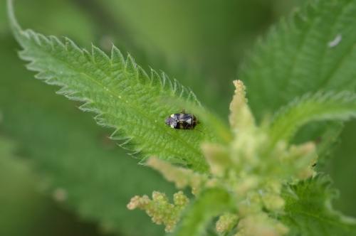 Liocoris tripustulatus
